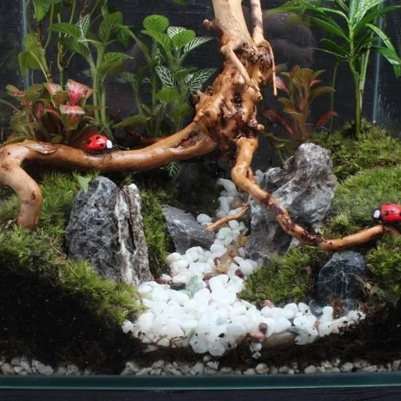 Natürlicher Baumstamm Treibhol – Marine Aquarium Hobby Bewertung und Preis