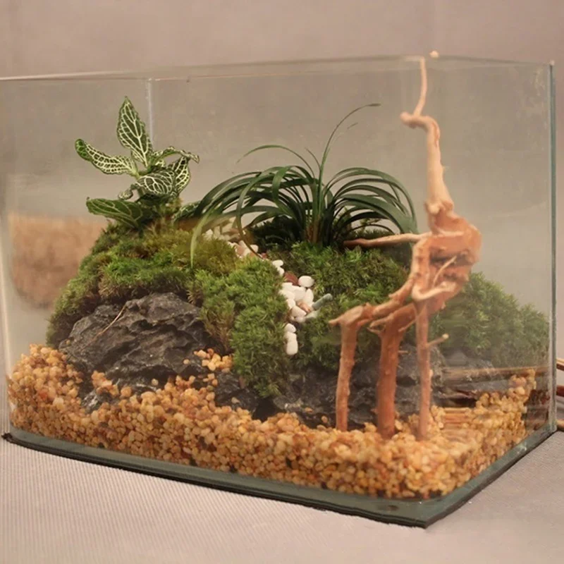 Natürlicher Baumstamm Treibhol – Marine Aquarium Hobby Bewertung und Preis