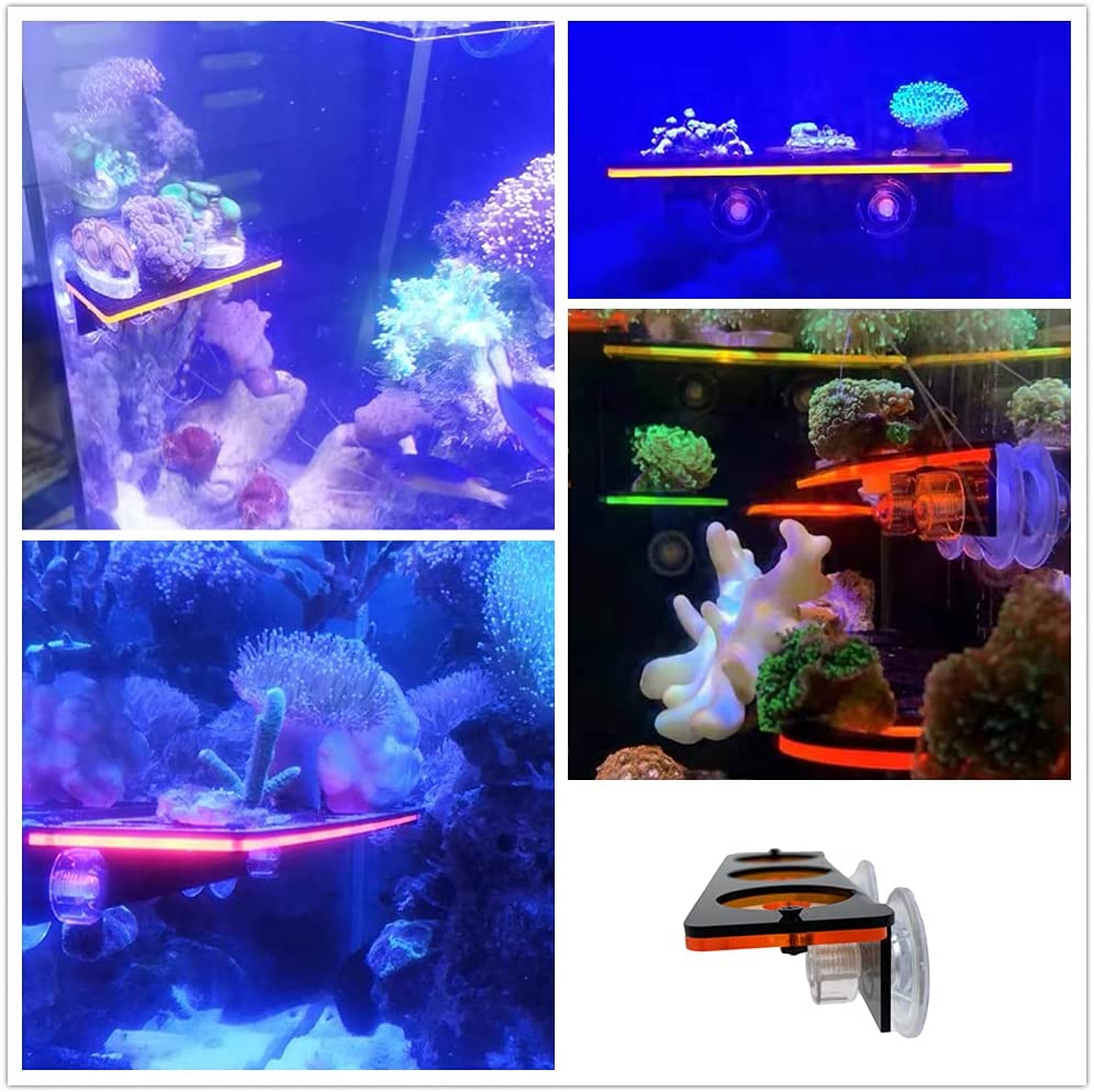 Fluoreszierende Korallen Frag  – Marine Aquarium Hobby Bewertung und Preis